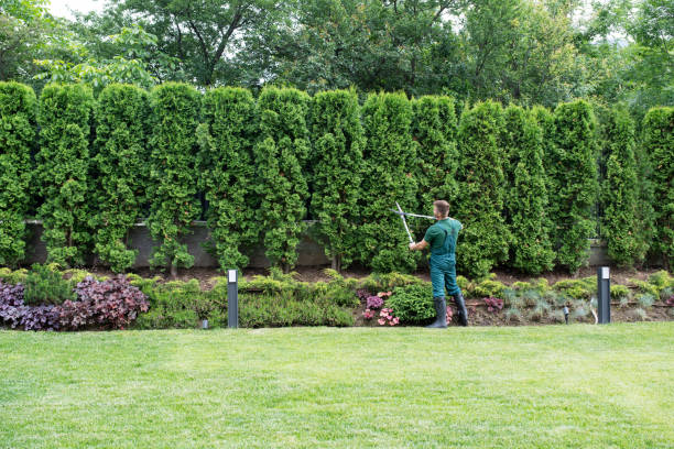 Best Tree Removal Services  in Nazareth College, NY